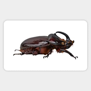 Rhino Beetle Magnet